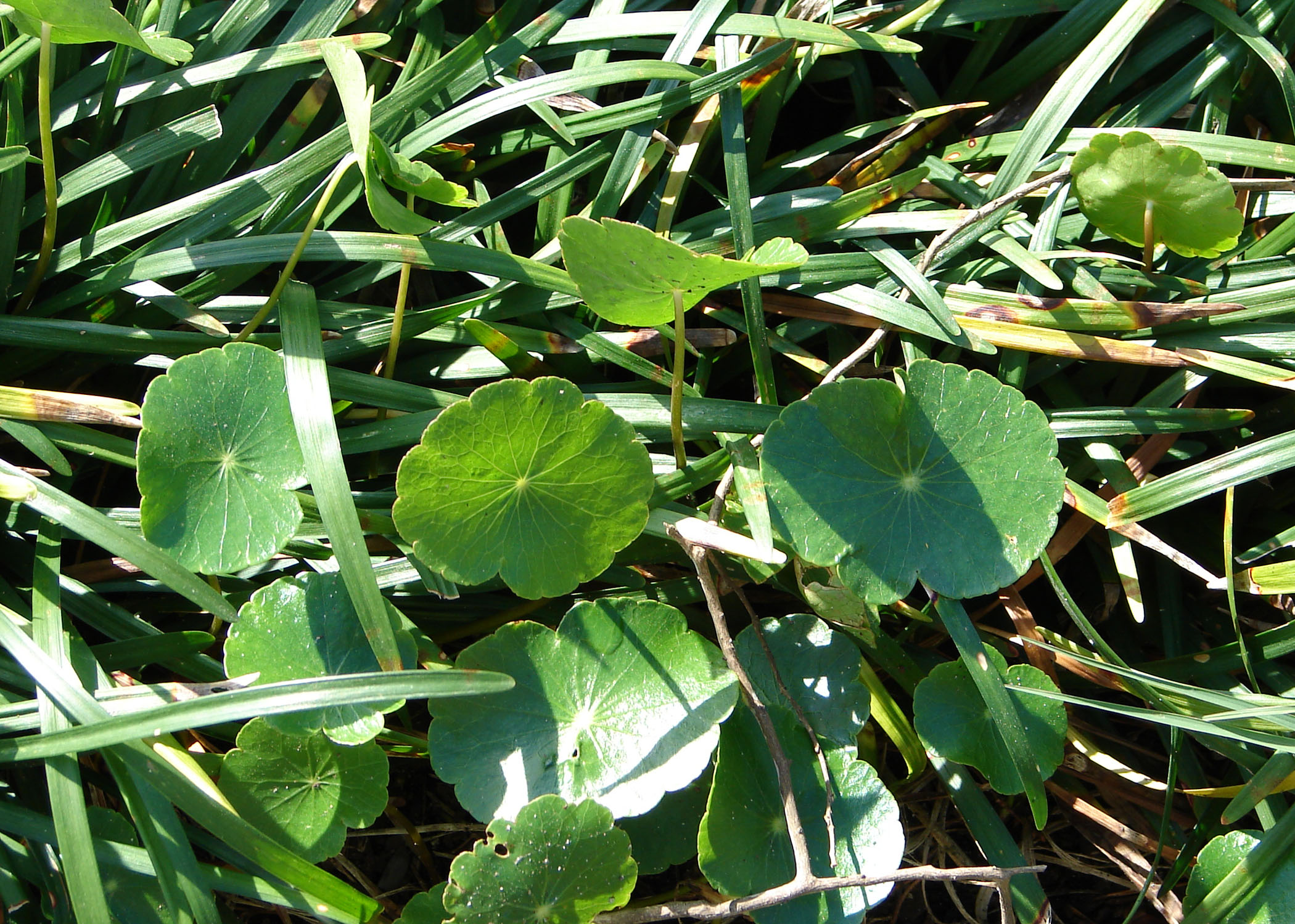 Strike early on weed-infested winter lawns 